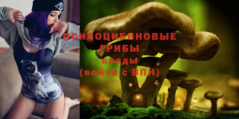 Псилоцибиновые грибы Cubensis  Боровск 